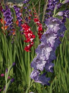 2015_gladiole_21