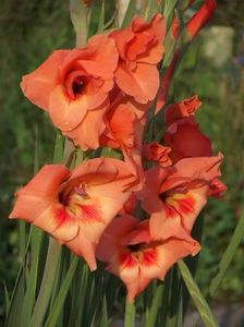 2015_gladiole_22