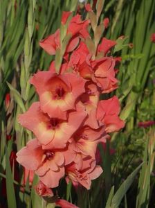 2015_gladiole_26