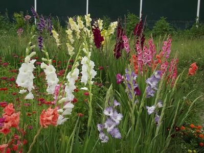 2015_gladiole_28