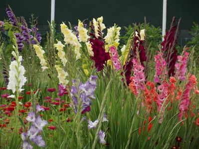 2015_gladiole_30