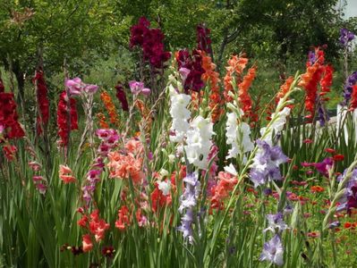 2015_gladiole_31