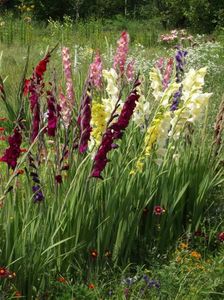 2015_gladiole_32