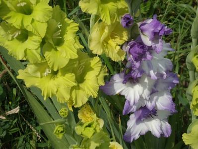 2015_gladiole_34