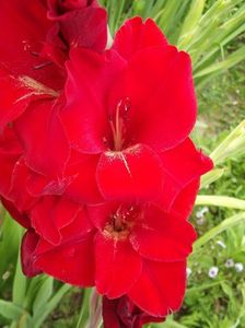 2015_gladiole_48