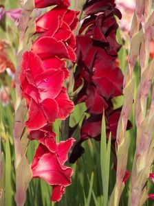 2015_gladiole_54