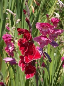 2015_gladiole_55