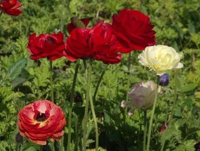 2015_ranunculus_3