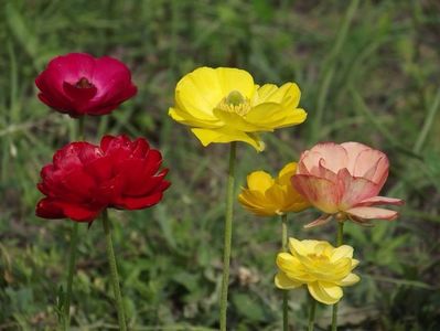 2015_ranunculus_6