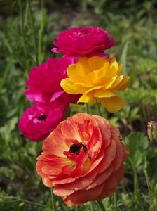 2015_ranunculus_7