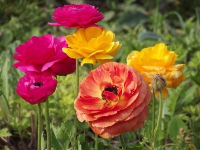 2015_ranunculus_9
