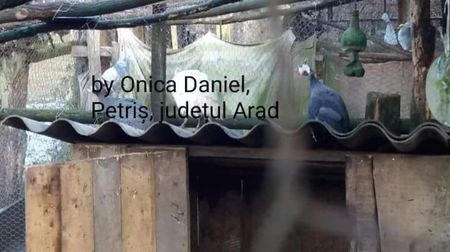 Mascul royal purple 10.12.2017; Mascul cu origini in Serbia, achizitionat de la un prieten din județul Timiș.
