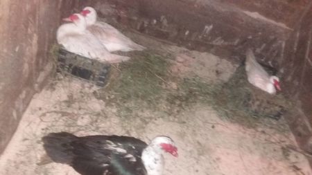Si-au facut cuiburile pe placul lorb