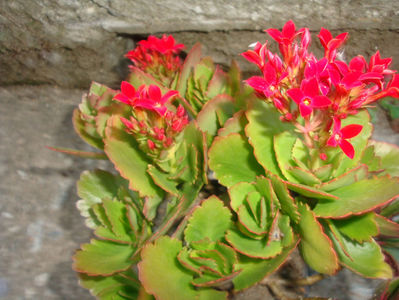 Kalanchoe blossfeldiana Poelln 1934.; Denumire acceptata.
