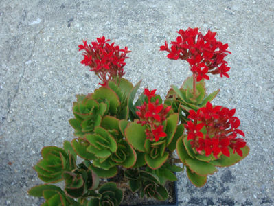 Kalanchoe blossfeldiana Poelln 1934.; Denumire acceptata.
