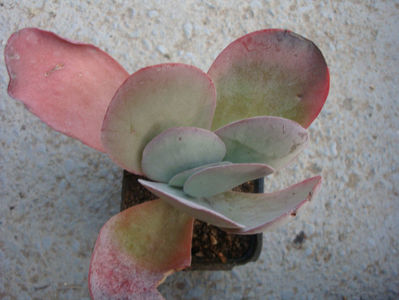 Kalanchoe tetraphylla H. Perrier 1923.; Denumire acceptata.
