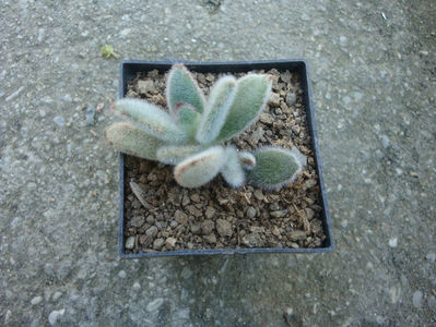 Kalanchoe tomentosa Baker 1882.; Denumire acceptata.
