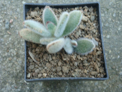 Kalanchoe tomentosa Baker 1882.; Denumire acceptata.
