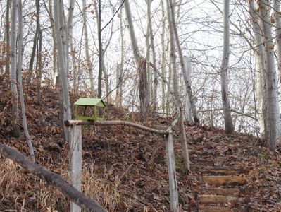 In padurice; 05.01.2018
