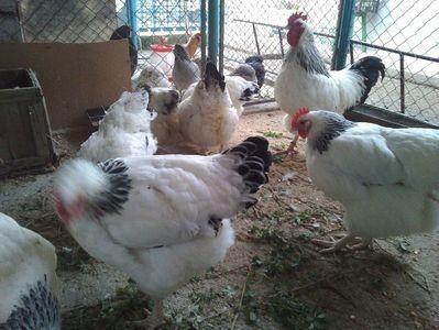 Gaini marans