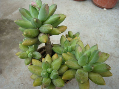 Pachyphytum compactum J.N.Rose 1911.; Denumire acceptata.
