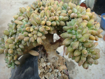 Pachyphytum compactum J.N.Rose 1911. f. cristata; Denumire acceptata.
