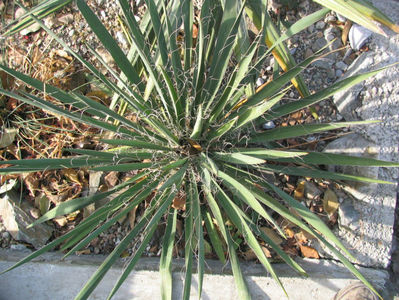 Yucca filamentosa L.1753.; Denumire acceptata.
