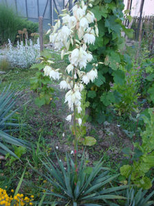 Yucca filamentosa L.1753.; Denumire acceptata.
