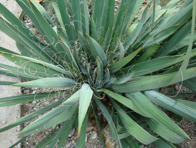 Yucca filamentosa L.1753.; Denumire acceptata.
