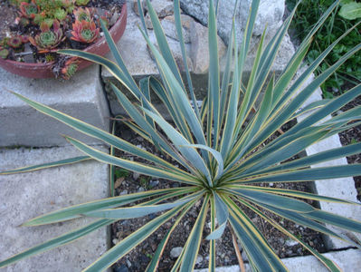 Yucca filamentosa 'Bright Edge'