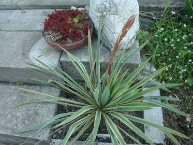 Yucca filamentosa 'Bright Edge'