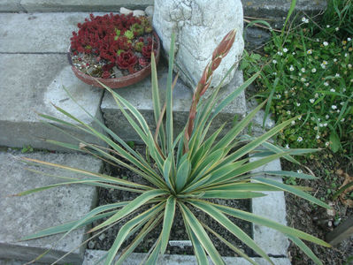 Yucca filamentosa 'Bright Edge'