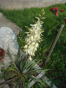 Yucca filamentosa 'Bright Edge'