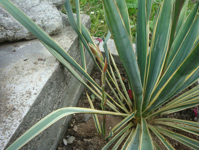 Yucca filamentosa  'Bright Edge'