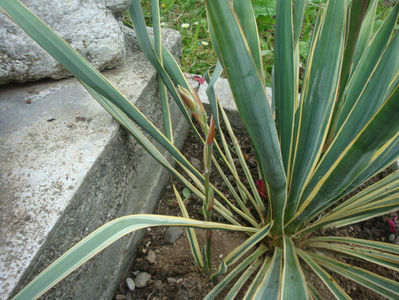 Yucca filamentosa  'Bright Edge'