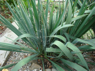 Yucca filamentosa L.1753.; Denumire acceptata.
