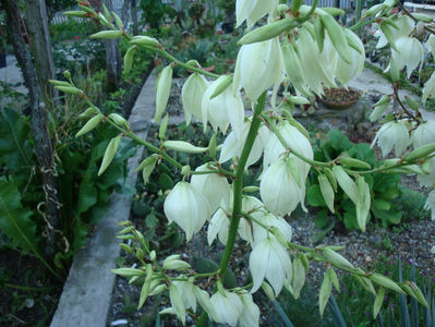 Yucca filamentosa L.1753.; Denumire acceptata.
