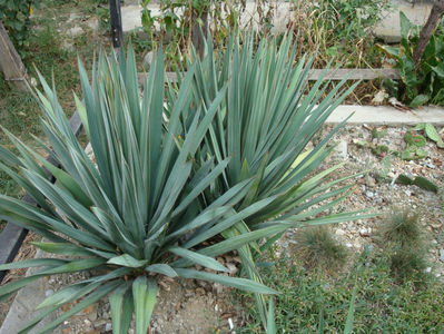 Yucca flaccida Haworth 1819.; Denumire acceptata.
