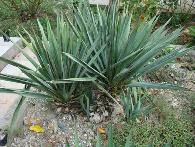 Yucca flaccida Haworth 1819.; Denumire acceptata.
