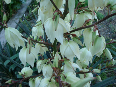 Yucca flaccida Haworth 1819.; Denumire acceptata.
