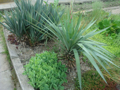 Yucca gloriosa var. recurvifolia (Salisb.) Engelm.1873.; Denumire acceptata.
