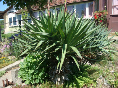 Yucca gloriosa var. recurvifolia (Salisb.) Engelm.1873.; Denumire acceptata.
