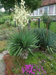 Yucca gloriosa var. recurvifolia (Salisb.) Engelm.1873.; Denumire acceptata.
