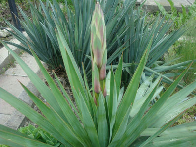 Yucca gloriosa var. recurvifolia (Salisb.) Engelm.187; Denumire acceptata.
