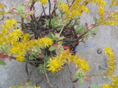 Sedum palmeri S. Watson 1882.; Denumire acceptată. Origine; Mexic in zona muntoasă. Zona 8, - 10°C.
