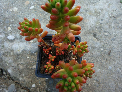 Sedum rubrotinctum R.T. Clausen 1948.; Denumire acceptată. Origine; Mexic.
