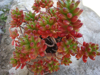 Sedum rubrotinctum R.T. Clausen 1948.; Denumire acceptată. Origine; Mexic.
