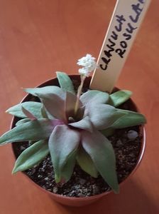 Crassula rosularis