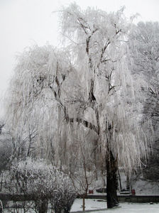 ; Parcul Herastrau, februarie 2014.
