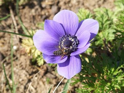 2014_anemone_3